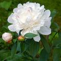 Peonie bianche