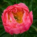 Peonie cinesi