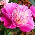 Peonie giapponesi