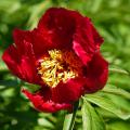 Peonie nane