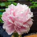 Peonie rosa