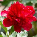 Peonie rosse