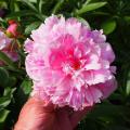 Peonie profumate