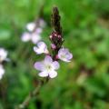 Piante di Verbena