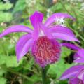 Pleione