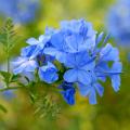 Plumbago - Gelsomino azzurro