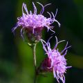 Liatris