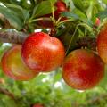 Pluot (albicocco/susino)