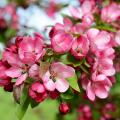 Melo ornamentale (Malus)