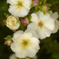 Potentille a fiore doppio