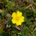 Potentille a fiore giallo