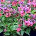 Pulmonaria