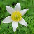 Pulsatilla