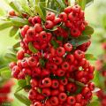 Pyracantha