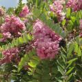 Robinia (falsa acacia)