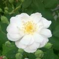 Rose Noisette