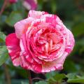 Rose profumate