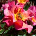 Rosa canina e altre rose a fiori semplici