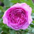 Rose inglesi antiche