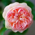 Rose inglesi David Austin