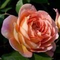 Rosa inglese Leander