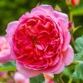 Rose inglesi per fiore reciso