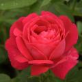 Rose ibride rifiorenti