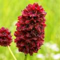 Sanguisorba