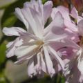 Saponaria