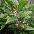 Sarcococca