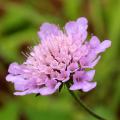 Scabiosa