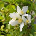 Filadelfo (Philadelphus)