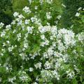 Philadelphus di medie dimensioni