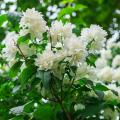 Grandi philadelphus