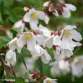 Philadelphus nani