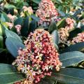 Skimmia