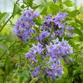 Solanum ornamentali