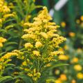 Solidago - Verga d'oro