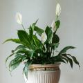 Spatifillo - Spathiphyllum