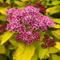 Spirea