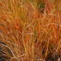 Stipa