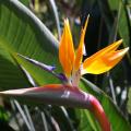 Strelitzia