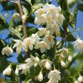 Styrax - Storace