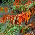 Rhus - Sommacco