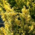 Taxus (Tasso)