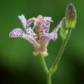 Tricyrtis - Giglio orchidea