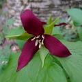 Trillium