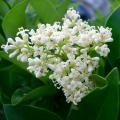 Ligustrum - Ligustro