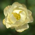 Trollius - Botton d'oro