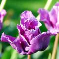 Tulipani a fiori viola, malva e porpora